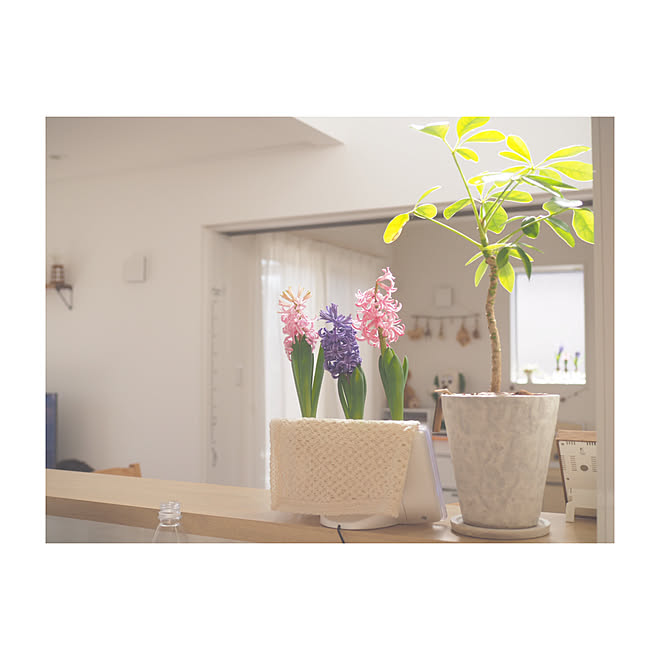 カメラ女子を気取る 植物 カポック ヒヤシンス水栽培 Love Like Aiko などのインテリア実例 02 08 17 06 52 Roomclip ルームクリップ カメラ女子を気取る 植物 カポック ヒヤシンス水栽培 Love Like Aiko などのインテリア実例 02 08 17 06 52 Roomclip ルームクリップ