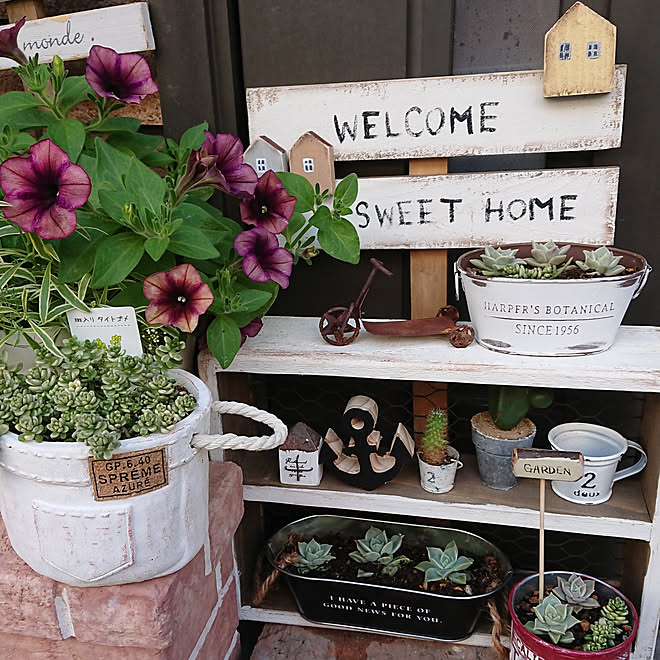 玄関 入り口 雑貨 多肉植物 セリア ダイソー などのインテリア実例 19 05 26 16 35 Roomclip ルームクリップ 玄関 入り口 雑貨 多肉植物 セリア ダイソー などのインテリア実例 19 05 26 16 35 Roomclip ルームクリップ