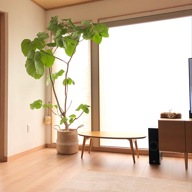 シンボルツリー マイホーム ブログやってます U 雑貨 ディズニー などのインテリア実例 21 06 03 07 51 48 Roomclip ルームクリップ