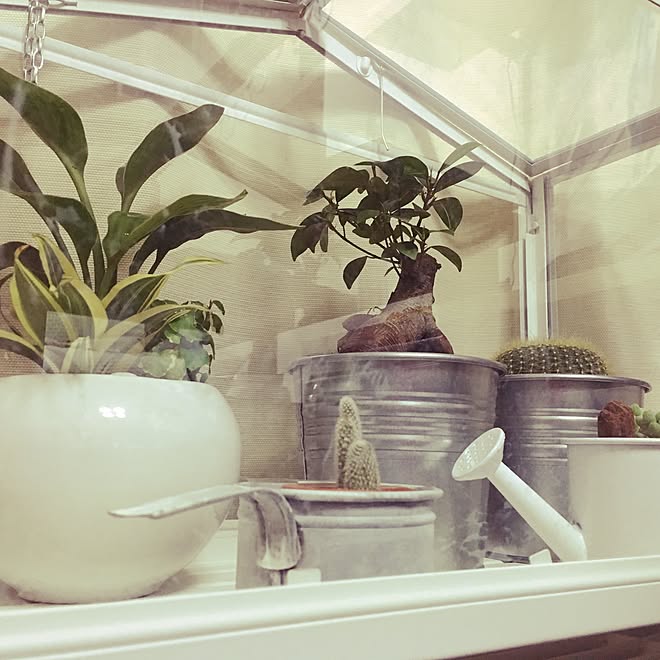 リビング 島忠ホームズ 観葉植物 多肉植物 ミニ温室のインテリア実例 16 01 28 23 11 46 Roomclip ルームクリップ