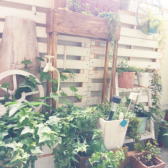 玄関/入り口/ベランダガーデン/DIY/植物のインテリア実例 - 2015-06-19 08:13:42