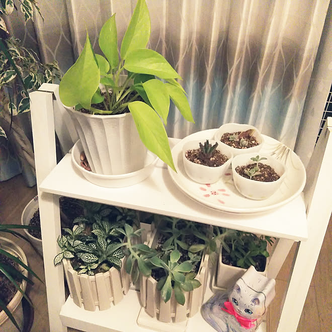 リビング 観葉植物のある暮らし 多肉植物 癒やし 多肉植物のある暮らし などのインテリア実例 06 06 19 51 Roomclip ルームクリップ