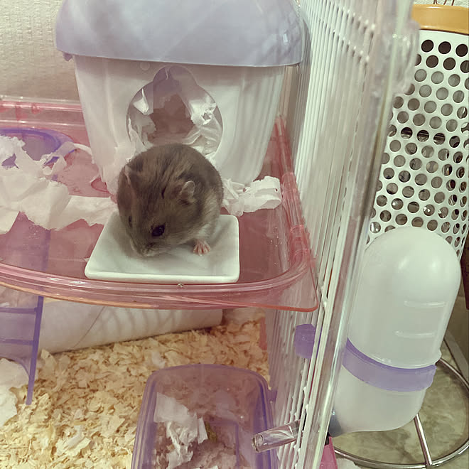 ハムスター ふわふわ 100均 豆皿スクエア型 棚のインテリア実例 11 25 16 16 38 Roomclip ルームクリップ