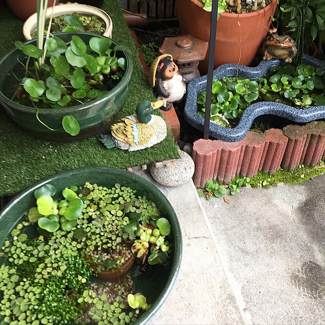 玄関 入り口 子メダカ メダカちゃん ビオトープ 狭い家 などのインテリア実例 17 07 09 12 41 28 Roomclip ルームクリップ