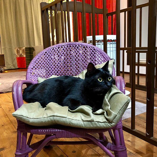 リビング コロナストーブ 黒猫 子供椅子 猫家具 などのインテリア実例 18 10 31 08 05 29 Roomclip ルームクリップ
