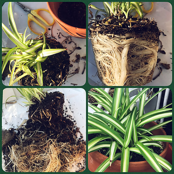 オリヅルランの植え替え オリヅルランの株分け 記念に一枚 季節を感じる暮らし 緑のある暮らし などのインテリア実例 21 08 04 13 44 16 Roomclip ルームクリップ