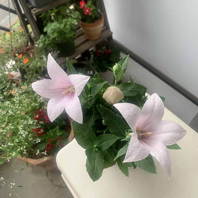 くつろぎ空間 桔梗 ピンク ベランダガーデン ベランダ 桔梗 などのインテリア実例 22 09 01 07 36 08 Roomclip ルームクリップ