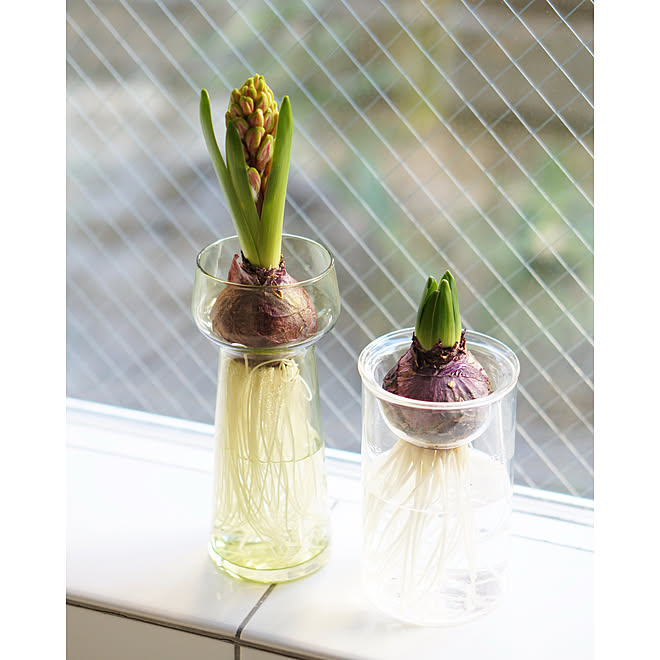 最旬ダウン ホルムガード セレブレイト クリア ヒヤシンス 水耕栽培 花瓶 News Elegantsite Gr 最旬ダウン ホルムガード セレブレイト クリア ヒヤシンス 水耕栽培 花瓶 News Elegantsite Gr