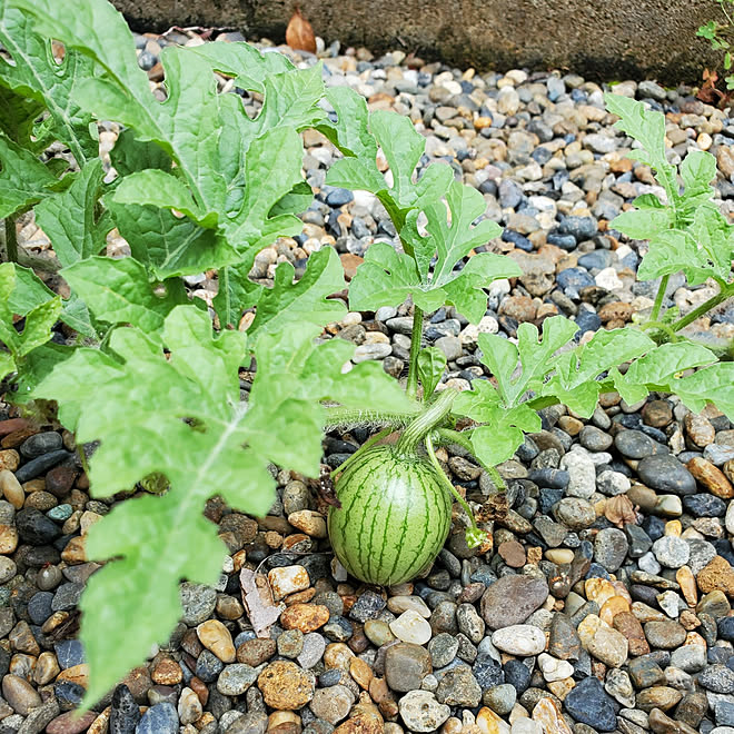玄関 入り口 夏 小玉スイカ 自然ってすごい 家庭菜園のインテリア実例 21 06 27 09 00 29 Roomclip ルームクリップ