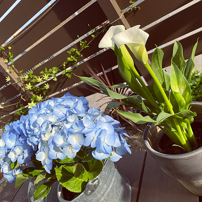 白万重 クレマチス フェンスdiy カラー 紫陽花 などのインテリア実例 21 05 11 38 15 Roomclip ルームクリップ