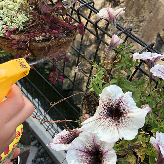 モニターpic ペチュニアカプチーノ ロハピ アースガーデン 害虫対策 などのインテリア実例 06 08 36 28 Roomclip ルームクリップ モニターpic ペチュニアカプチーノ ロハピ アースガーデン 害虫対策 などのインテリア実例 06 08 36 28 Roomclip ルームクリップ