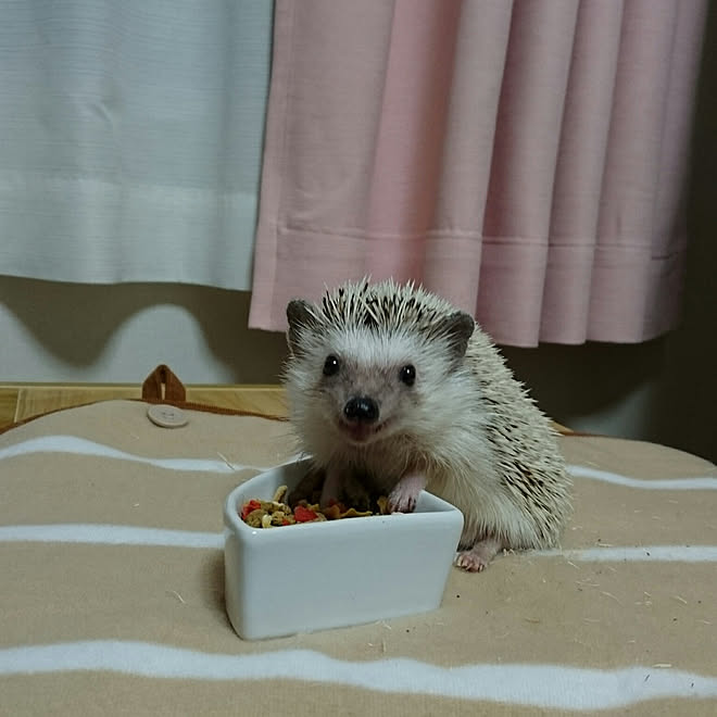 ハリネズミ ハリネズミのいる生活 餌入れ 机 エサのインテリア実例 18 03 15 18 17 11 Roomclip ルームクリップ ハリネズミ ハリネズミのいる生活 餌入れ 机 エサのインテリア実例 18 03 15 18 17 11 Roomclip ルームクリップ