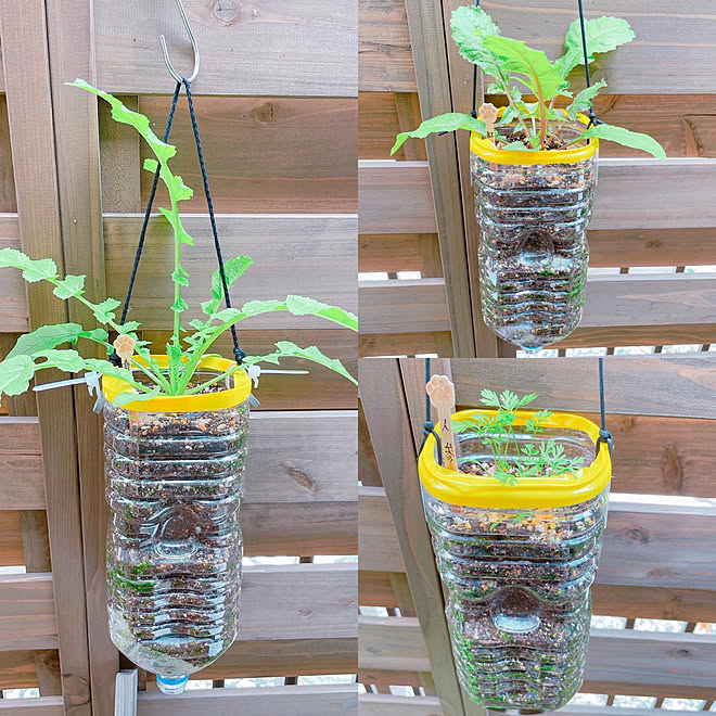お庭 ただいま成長中 野菜 家庭菜園 ペットボトル菜園 などのインテリア実例 22 05 14 16 21 53 Roomclip ルームクリップ