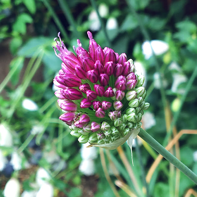 茶花が好き 山野草が好き 花が好き 和モダン目指して アリウム丹頂 などのインテリア実例 06 13 06 32 05 Roomclip ルームクリップ
