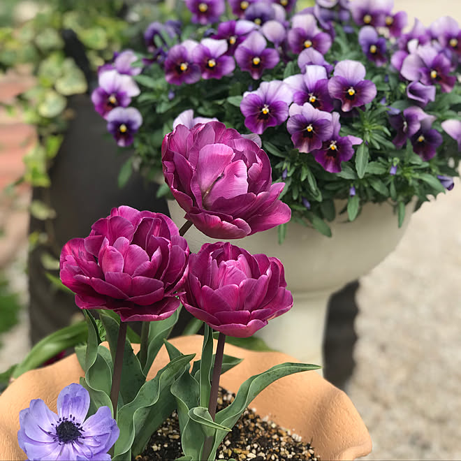 チューリップ八重咲き 花散らしの雨 花のある暮らし チューリップ チューリップ植えてみたけど などのインテリア実例 19 04 09 17 43 03 Roomclip ルームクリップ