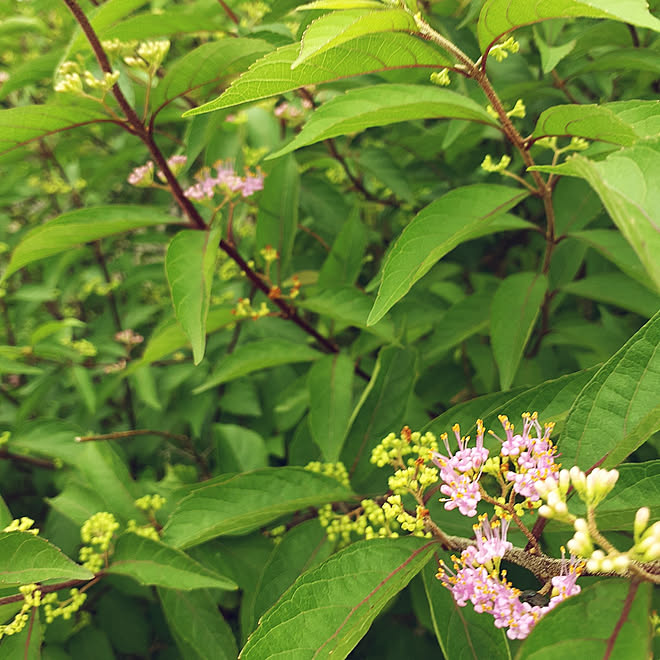 玄関 入り口 紫式部の花 庭 コムラサキのインテリア実例 21 07 09 18 11 23 Roomclip ルームクリップ