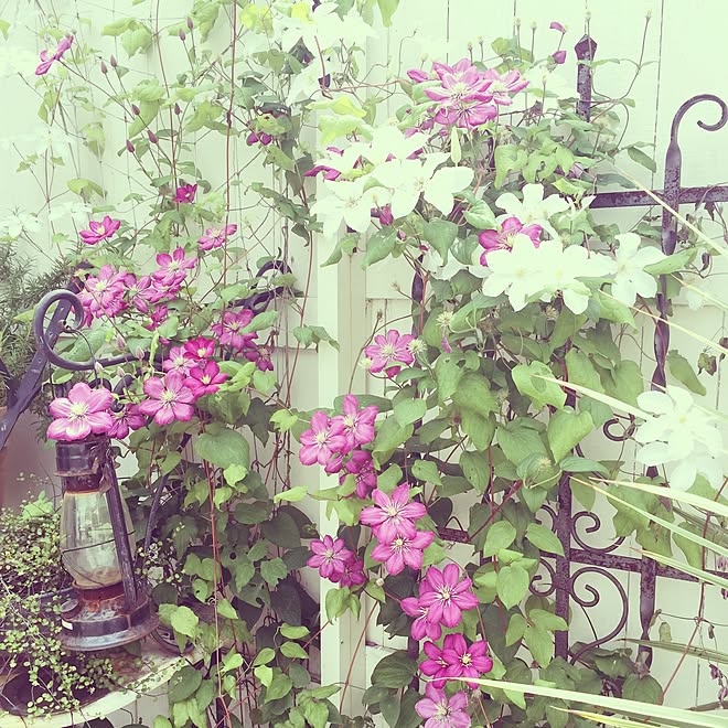 アンティーク/お花♡/アイアン雑貨/いつもいいねありがとうございます♡/garden...などのインテリア実例 - 2015-06-27 07:59:59