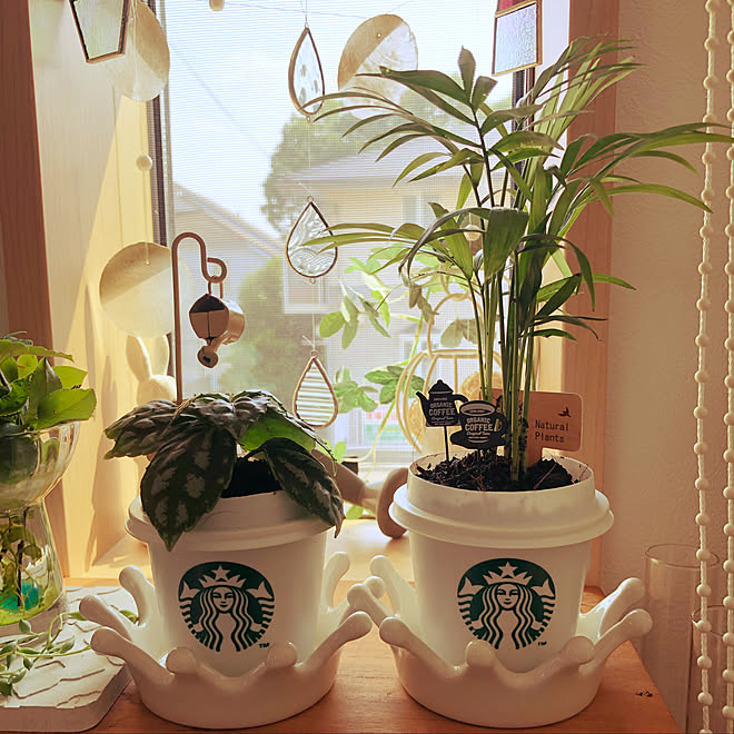 スタバプリンカップリメイク もっとオシャレにしたい いつも良いねありがとうございます ヨーキー マルチ大好き リビングのインテリア実例 19 06 08 23 36 Roomclip ルームクリップ