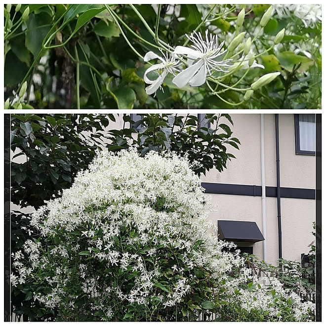 部屋全体 庭 仙人草 和製クレマチス 溢れ種 などのインテリア実例 22 09 04 08 11 22 Roomclip ルームクリップ 部屋全体 庭 仙人草 和製クレマチス 溢れ種 などのインテリア実例 22 09 04 08 11 22 Roomclip ルームクリップ