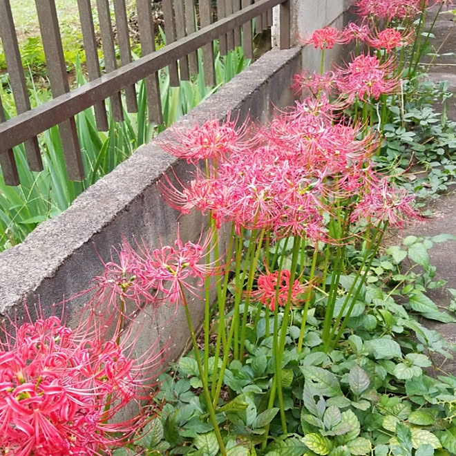 部屋全体 彼岸花 曼珠沙華 シタマガリ 秋の庭 などのインテリア実例 10 04 18 04 27 Roomclip ルームクリップ
