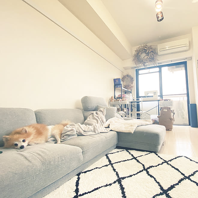 築古マンション 引越したばかり 6畳リビング 一人暮らし 賃貸 犬がいます などのインテリア実例 10 10 13 13 18 Roomclip ルームクリップ