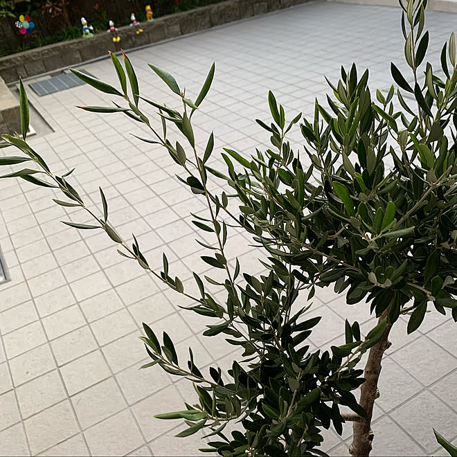 olivier-pot-bonsai-décorer-balcon-terrasse-salon