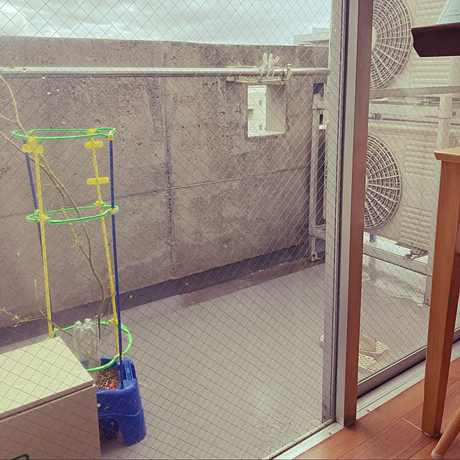 学校の植木鉢 ミニトマト ベランダをどうにかしたい リビングのベランダ 賃貸1ldk などのインテリア実例 21 08 07 12 28 38 Roomclip ルームクリップ