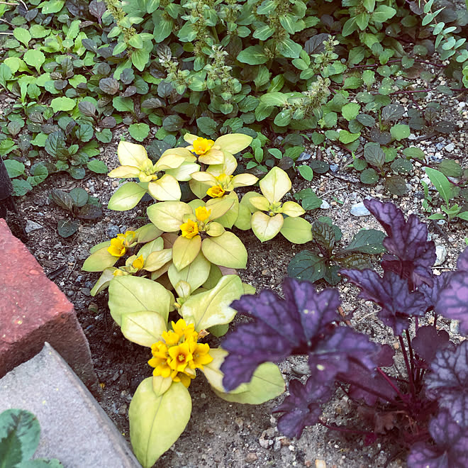 ガーデニング初心者 お庭パトロール アジュガ ヒューケラ リシマキアの花 などのインテリア実例 05 28 19 44 Roomclip ルームクリップ