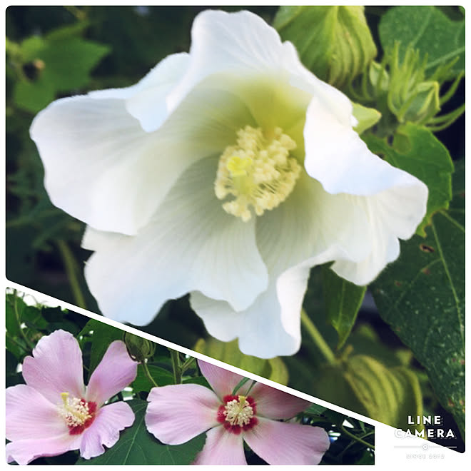 いいね ありがとうございます 花言葉 花色変化 酔芙蓉 実家の庭のインテリア実例 09 18 09 15 55 Roomclip ルームクリップ