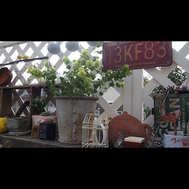 植物/棚/サボテン/ガーデニング/100均...などのインテリア実例 - 2016-03-17 23:28:27