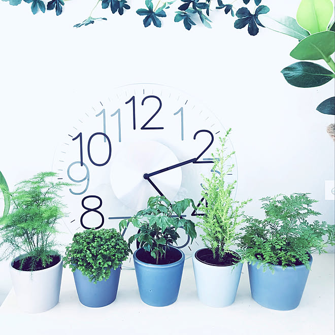 ラデマキア シニカ セラギネラ アポダ アスパラガス プルモサス カインズさん 観葉植物 などのインテリア実例 03 21 01 24 Roomclip ルームクリップ