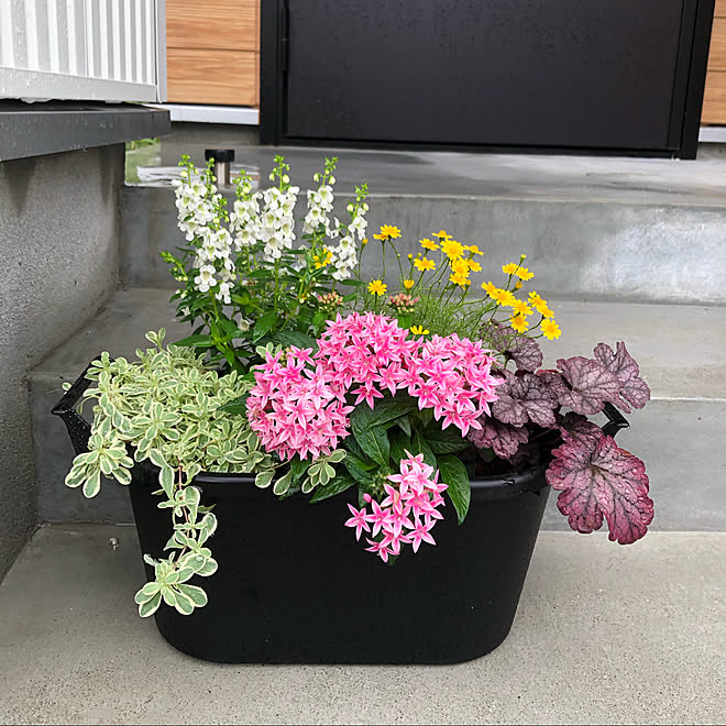 寄せ植え 寄せ植え大好き 黒い植木鉢 玄関 入り口のインテリア実例 21 01 24 21 44 37 Roomclip ルームクリップ 寄せ植え 寄せ植え大好き 黒い植木鉢 玄関 入り口のインテリア実例 21 01 24 21 44 37 Roomclip ルームクリップ