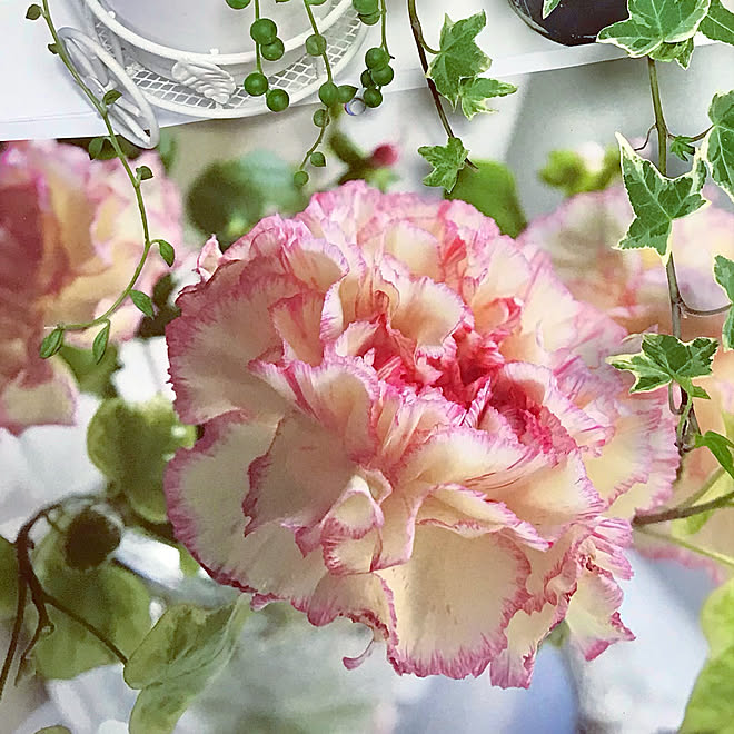 カーネーション 5月の花のカレンダー 緑と花と暮らす みなさんの優しさに感謝 見て頂きありがとうございます などのインテリア実例 22 05 14 08 39 52 Roomclip ルームクリップ