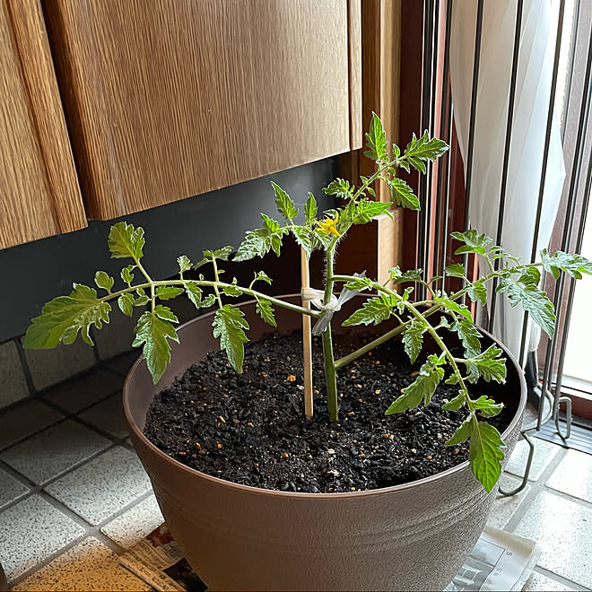 挿し木 トマト 家庭菜園 ミニトマト栽培 ミニトマト などのインテリア実例 22 05 31 15 50 34 Roomclip ルームクリップ