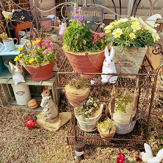 ダイソーてんとう虫 ことりのledライト かぼちゃの置物 ぶりきバケツ 多肉ちゃん などのインテリア実例 21 03 10 08 16 17 Roomclip ルームクリップ