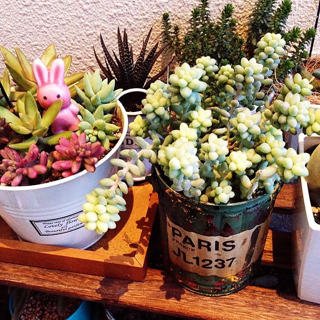 玄関 入り口 セダム 玉つづり うさぎのかくれんぼ リメ缶 などのインテリア実例 15 03 13 18 22 33 Roomclip ルームクリップ