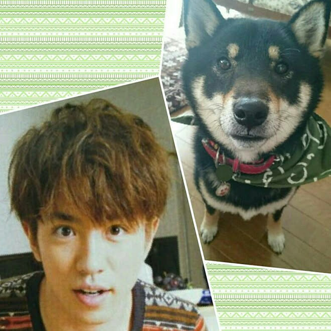 リビング 村上信五似 黒柴 柴犬 Roomでなくてごめんね などのインテリア実例 18 01 13 13 23 00 Roomclip ルームクリップ