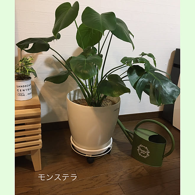 観葉植物 巨大化 モンステラ 玄関 入り口のインテリア実例 21 04 23 22 33 31 Roomclip ルームクリップ 観葉植物 巨大化 モンステラ 玄関 入り口のインテリア実例 21 04 23 22 33 31 Roomclip ルームクリップ