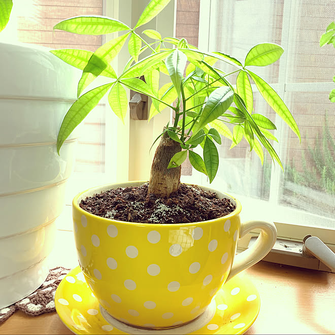 ダイソーのパキラ パキラ 観葉植物 ナチュラル 花のある暮らし などのインテリア実例 07 15 04 55 Roomclip ルームクリップ