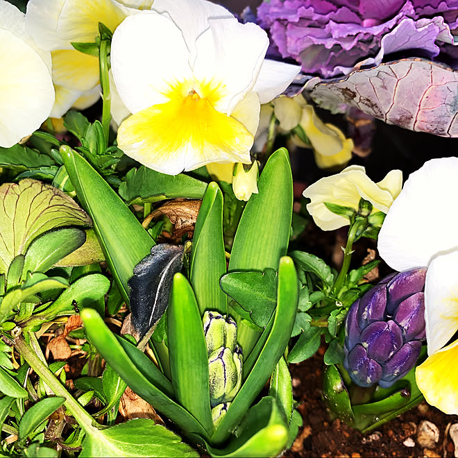 地植えのヒヤシンス ビオラ寄せ植え 好きなものに囲まれた暮らし 注文住宅 花のある暮らし などのインテリア実例 22 03 19 16 48 45 Roomclip ルームクリップ