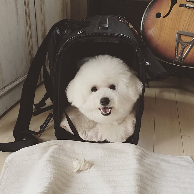 新品未使用 送料無料 インテリア クッションカバー グッズ パピー ビションフリーゼ プレゼント 子犬 小型犬 犬 贈り物 雑貨 Sale 56 Off ビションフリーゼ 新品未使用 送料無料 インテリア クッションカバー グッズ パピー ビションフリーゼ プレゼント 子犬 小型犬 犬 贈り物 雑貨 Sale 56 Off ビションフリーゼ