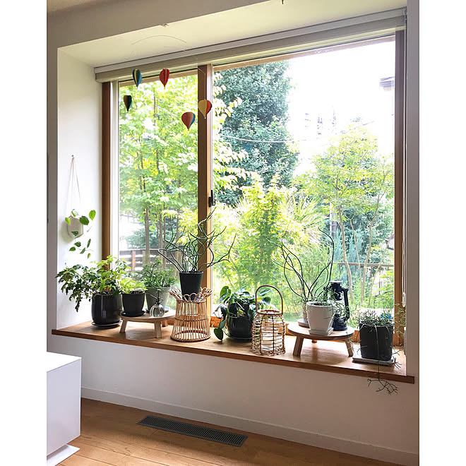 ボタニカルライフ グリーンライフ 観葉植物のある暮らし リビング 窓辺の風景 などのインテリア実例 19 08 03 28 19 Roomclip ルームクリップ