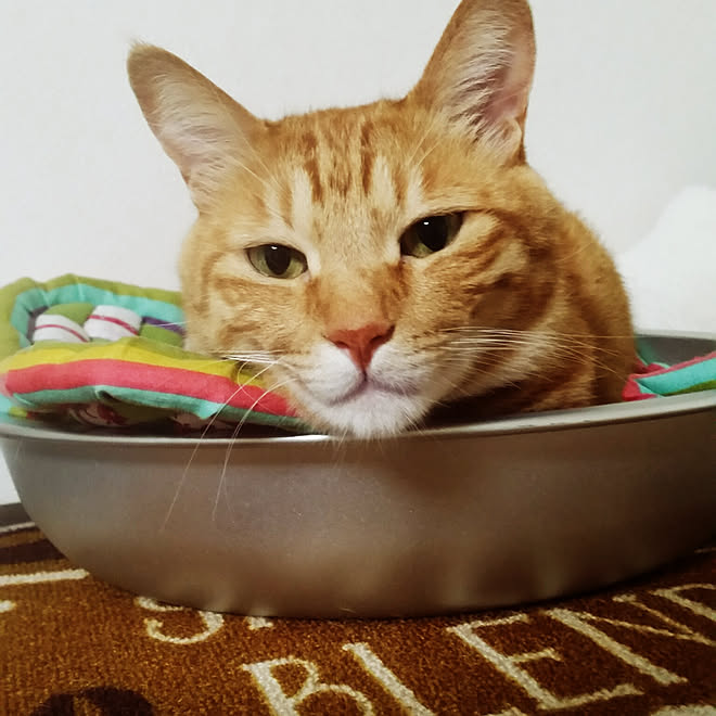 リビング ねこと暮らす アビシニアン 茶とらのインテリア実例 07 01 14 46 49 Roomclip ルームクリップ
