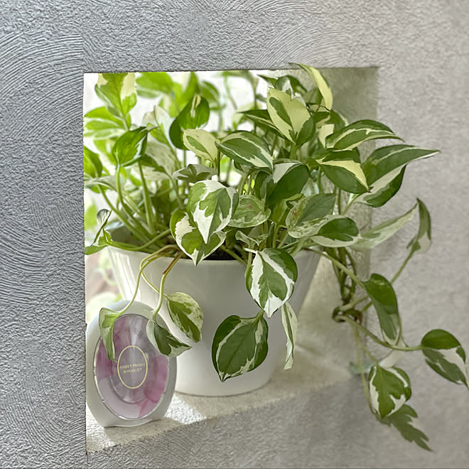 ポトス エンジョイ 観葉植物のある暮らし 観葉植物 360度消臭テクノロジー ファブリーズ玄関用 などのインテリア実例 21 03 15 01 36 16 Roomclip ルームクリップ ポトス エンジョイ 観葉植物のある暮らし 観葉植物 360度消臭テクノロジー ファブリーズ玄関用 などのインテリア実例 21 03 15 01 36 16 Roomclip ルームクリップ