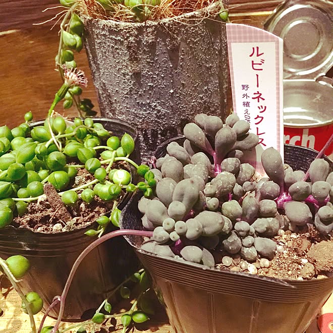 バス トイレ 多肉植物 黒ポットのまま失礼します ルビーネックレス グリーンネックレス などのインテリア実例 16 05 03 22 46 52 Roomclip ルームクリップ バス トイレ 多肉植物 黒ポットのまま失礼します ルビーネックレス グリーンネックレス などのインテリア実例 16 05 03 22 46 52 Roomclip ルームクリップ