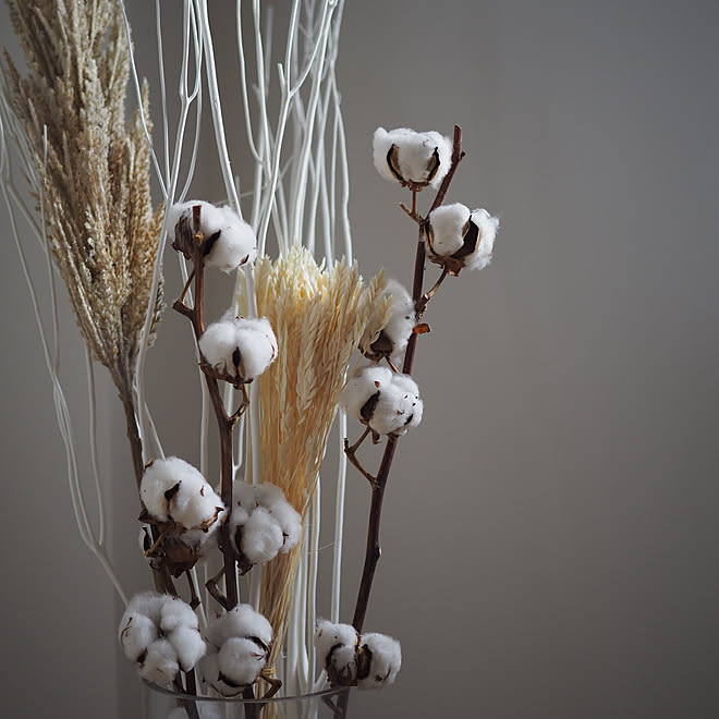 みつまたのある暮らし みつまた コットンフラワー パンパスグラス くらし などのインテリア実例 11 15 09 57 35 Roomclip ルームクリップ