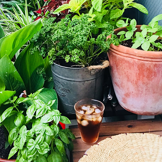 ハーブガーデン ハーブ ベランダガーデニング Gardening Green Fingers などのインテリア実例 19 05 05 02 12 45 Roomclip ルームクリップ