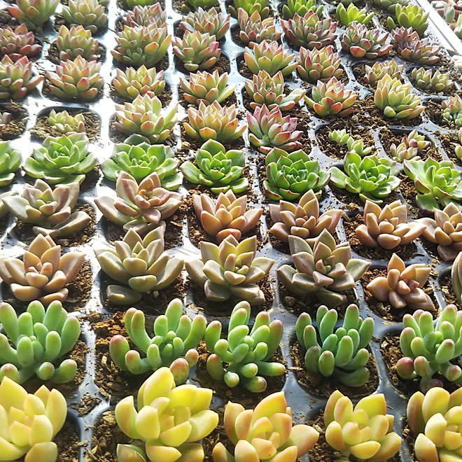 玄関/入り口/ガーデニング/箱庭/多肉植物のインテリア実例 - 2019-11-25 14:41:50
