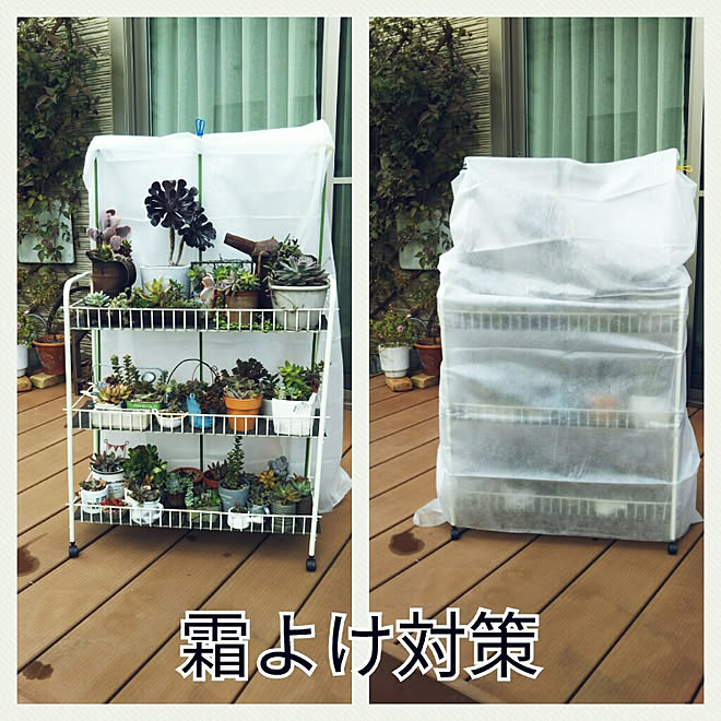 霜除け