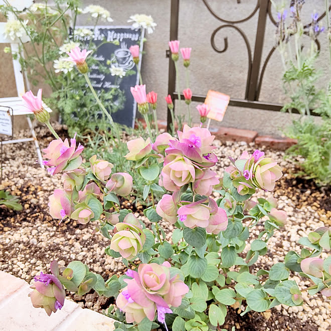 ベッド周り オレガノケントビューティー オレガノ アイアン 花壇 などのインテリア実例 21 04 23 16 37 36 Roomclip ルームクリップ